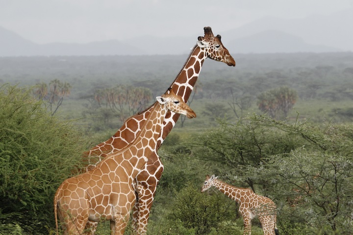 Giraffes in Samburu National Park, Kenya